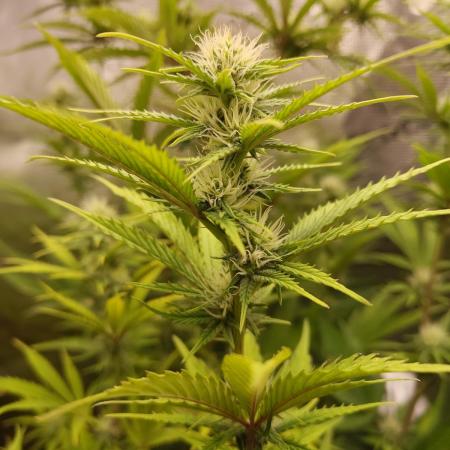 Sensi Seeds - Big Bud Cutlings #2 #3 #4