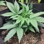 Fast Buds – Bubblegum Automatic