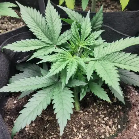Fast Buds – Bubblegum Automatic