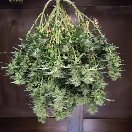 Double Banana Kush Fem