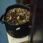 Fast Buds - Mexican Airlines Auto