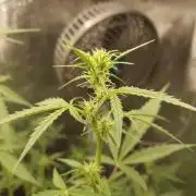 White Diesel Haze Automatic