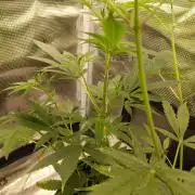 White Label – White Widow Cutling #2