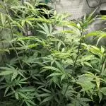 Sensi Seeds – Big Bud