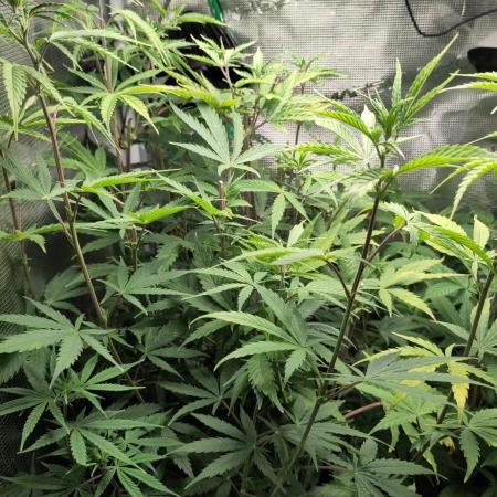 Sensi Seeds – Big Bud