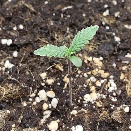 Sensi Seeds - Sticky Orange Automatic