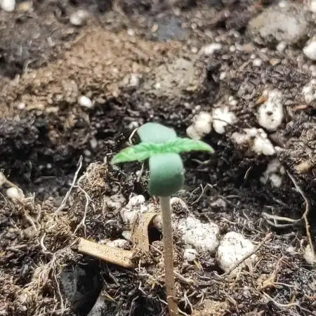 Sensi Seeds – Big Bud