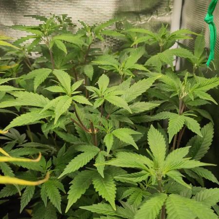 White Label – White Widow