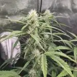 Fast Buds – Bubblegum Automatic