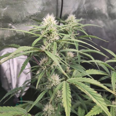 Fast Buds – Bubblegum Automatic