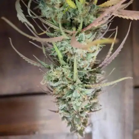 Sensi Seeds – White Diesel Haze Auto