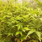 White Label – White Widow