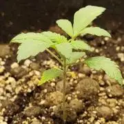 Sensi Seeds – Northern Lights (fem)
