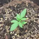 White Label – White Widow