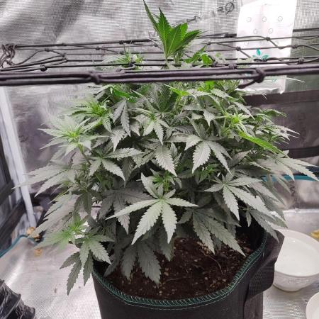 Double Banana Kush Fem