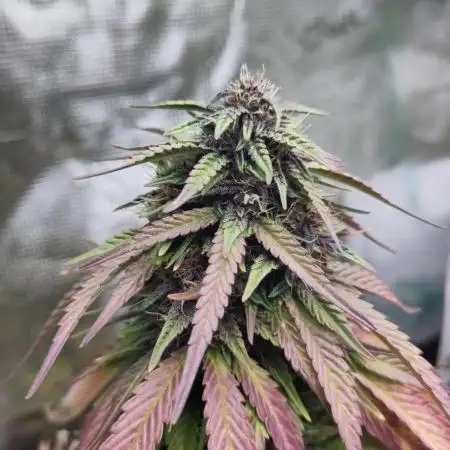 Fast Buds – LSD 25 Auto