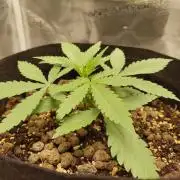 Choclate Rainbow XXL - Sensi Seeds