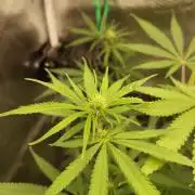 Choclate Rainbow XXL - Sensi Seeds