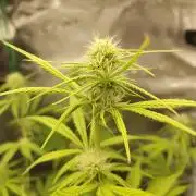 Sensi Seeds - Sticky Orange XXL Auto