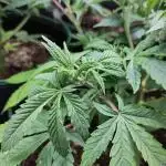 White Widow Cutling #1