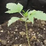 White Label White Diesel Hasze Automatic