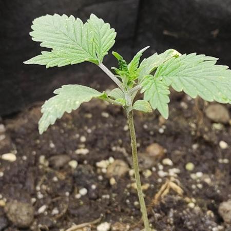 White Label White Diesel Hasze Automatic