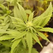 White Widow Cutling #1