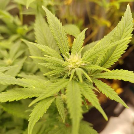 White Widow Cutling #1