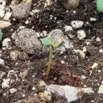 Sensi Seeds – Big Bud