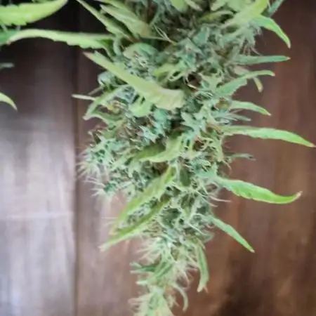 Rainbow Choclate XXL – Sensi Seeds