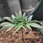 Sensi Seeds - Big Bud Cutlings #2 #3 #4
