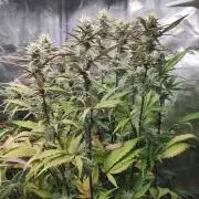 Fast Buds – Jack Herer Automatic