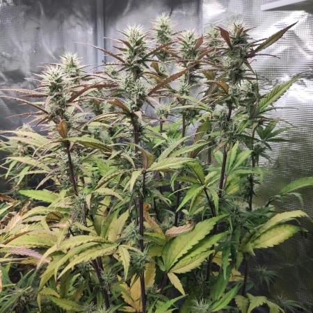 Fast Buds – Jack Herer Automatic