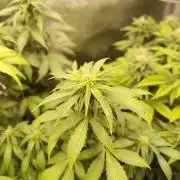 Sensi Seeds – Northern Lights (fem)