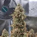 Pound Cake Auto - Fast Buds