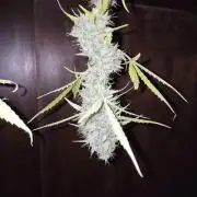 White Diesel Haze Automatic