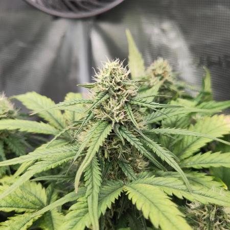 Fast Buds - Mexican Airlines Auto