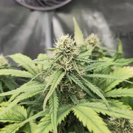 Fast Buds - Mexican Airlines Auto