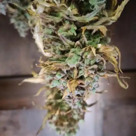 White Widow – White Label