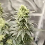 Double Banana Kush Fem