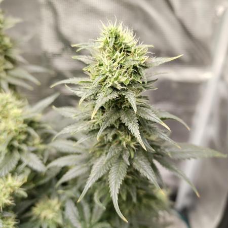 Double Banana Kush Fem