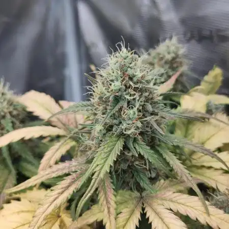 Fast Buds - Mexican Airlines Auto