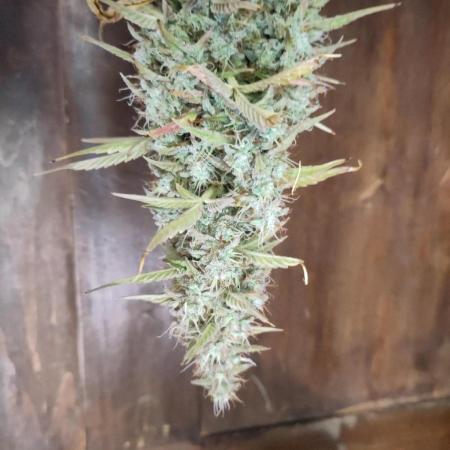 Sensi Seeds – Sticky Orange XXL Auto