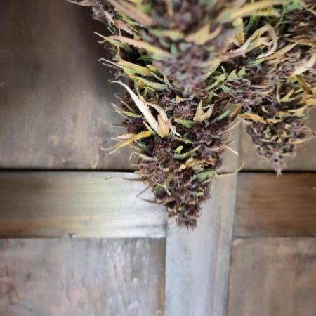 Fast Buds – LSD 25 Auto