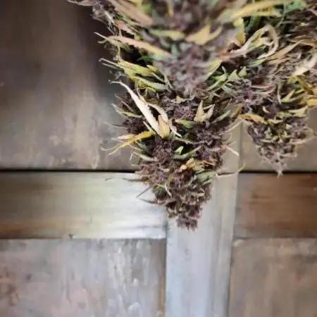 Fast Buds – LSD 25 Auto