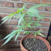 Fast Buds – Mexican Airlines Automatic