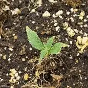 Fast Buds – LSD 25