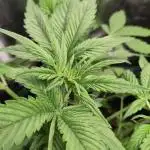 Fast Buds – LSD 25 Auto
