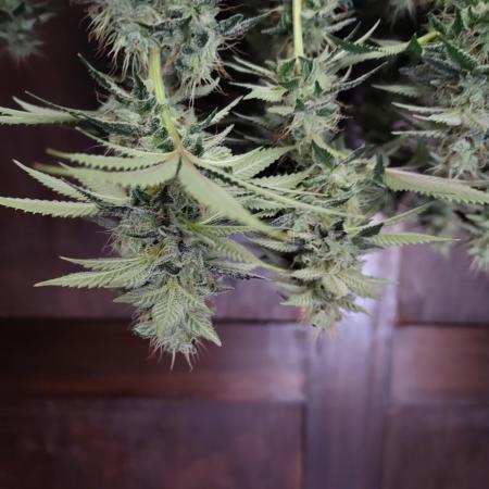 Black Domina Feminized – Sensi Seeds