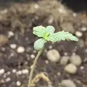 White Label White Diesel Hasze Automatic